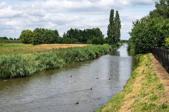 Green nature reserve with water plants at the River Mark, The Netherlands