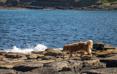 Dog walking in Giant's Causeway UNESCO World Heritage Site, is an area of about 40,000 interlocking...