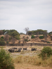Elephants in the savanna in herd 