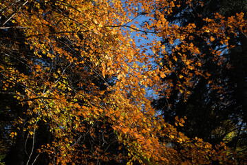 Autumn forest, undergrowth with green, yellow and golden foliage in Auvergne