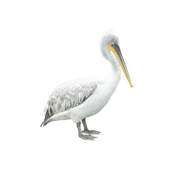 Side view of pelican bird isolated on white background