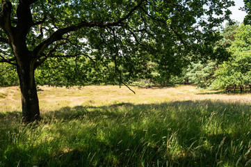 Heather and woods of the Veluwe nature reserve during hot dry summer