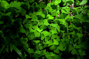 Shamrock Clover Natural dark Background. Natural green background. Plant and herb texture. Leafs green young fresh oxalis, shamrock, trefoil close-up. Green clover leaves for Saint Patrick's day