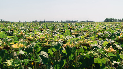 Fototapeta na wymiar Sunflower field on a bright sunny day. Harvesting. Food crisis concept. Benefits of oilseeds for human nutrition. Nutrition for better skin and hair.