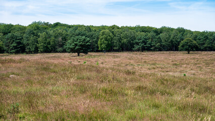 Heather and woods of the Veluwe nature reserve during hot dry summer