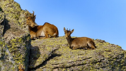 Little Hispanic goat resting on a rock next to her mother in the mountains of Madrid, Spain.