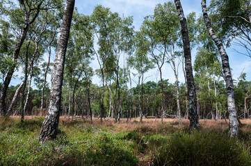 Heather and woods of the Veluwe nature reserve during hot dry summer