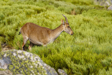 Specimen of hispanica mountain goat in a meadow of green plants in the high mountains, Spain.