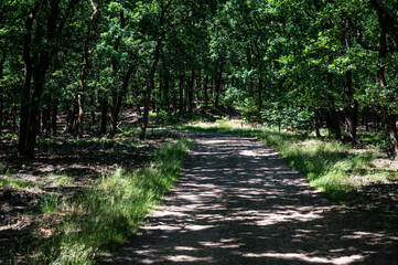 Walking trail through the dark woods of the Veluwe