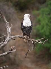 Eagle in National Park 