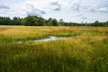Woods and heather landscape in summer at the Netherlands