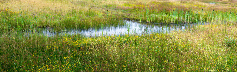 Woods and heather landscape in summer at the Netherlands