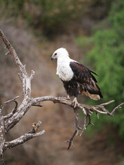 Eagle (African fish eagle ) 