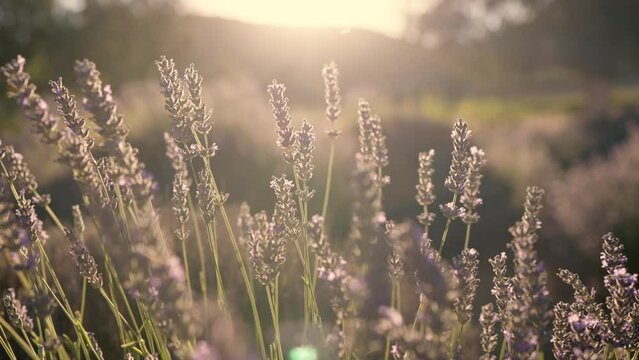 Close up view of beautiful Lavender flowers sway at sunset. Field of lavende