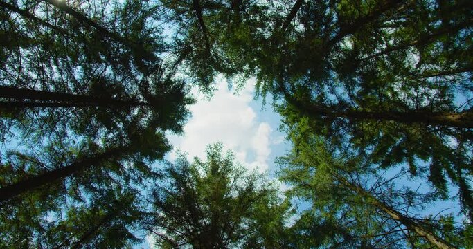 Rotational movement of the camera on the crowns of trees in the forest. Bottom up view of lush green foliage of pine woodland. Turn around, circles among the tree trunks. The tops of spruce trees.