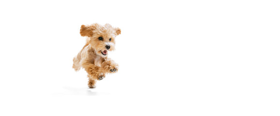 Playful puppy, little Maltipoo dog running, playing isolated over white background. Concept of...