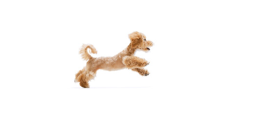 Playful puppy, little Maltipoo dog running, playing isolated over white background. Concept of care, animal life, health, ad, show, breed of dog