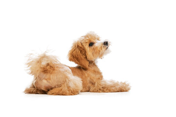 Portrait of pedigree puppy, Maltipoo dog isolated over white studio background. Concept of care, animal life, health, ad, show, breed of dog