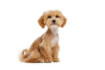 Studio shot of cute sand color Maltipoo dog posing isolated over white background. Concept of care,...