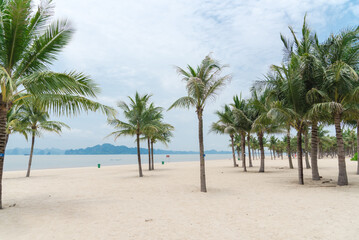 Fototapeta na wymiar Palm trees on white sandy beach with row of limestone mountains in horizon background along the Ha Long Bay, Quang Ninh, Vietnam