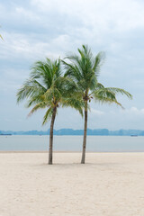 Naklejka na ściany i meble Twin palm trees on beautiful white sandy beach with row of limestone mountains in horizon background along the Ha Long Bay, Quang Ninh, Vietnam