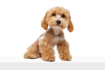Studio shot of cute sand color Maltipoo dog posing isolated over white background. Concept of care, animal life, health, ad, show, breed of dog