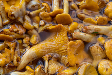 chanterelles mushrooms in water
