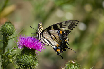 butterfly on flower