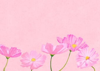 Fototapeta na wymiar パステル風でピンク色をバックに可愛い桃色のコスモスが5本咲いている背景素材