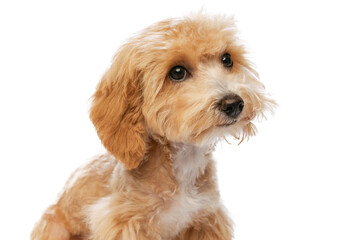 Closeup pedigree puppy, Maltipoo dog isolated over white studio background. Concept of care, animal life, health, ad, show, breed of dog