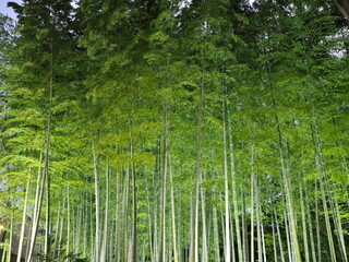 美しく涼しげに【ライトアップ】された竹林