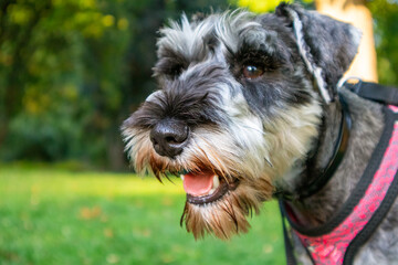 Small happy Zwergschnauzer puppy portrait on a green lawn in sunny summer or spring day. Hunting, guarding dogs breed. Doggy walking outdoors. Canine animal, pet in green park, woods, nature has fun.
