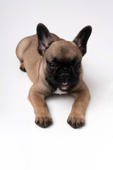 French bulldog puppy lies on a table on a white background.