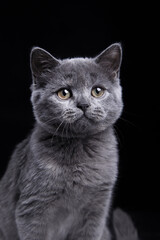 british blue cat on black background. cat portrait in photo studio
