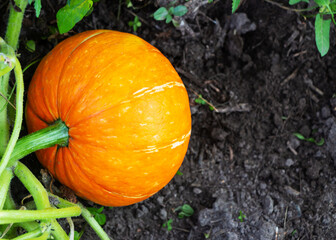 Ripe juicy pumpkin in the garden against the background of dark ground