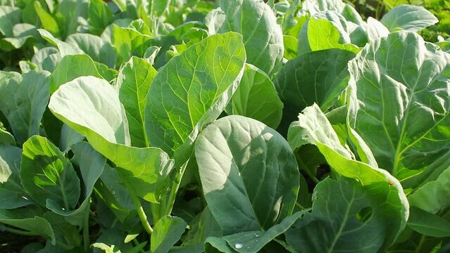 Agricultural concepts. Many organic green leafy Chinese broccoli is planted outdoors. A plant that can be cultivated all year round. healthy food, organic vegetables