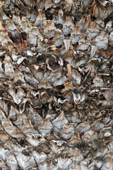 background pattern abstracts of cycads plant bark texture