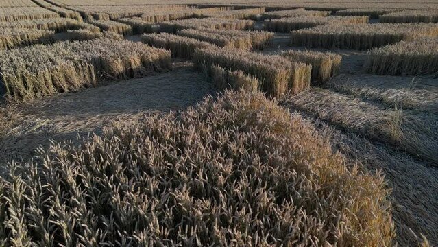 Crop Circle Pattern By Ripe Cereals In The Field Of Micheldever Station In UK. - low aerial