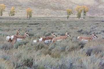 Pronghorn, Antilocapra americana, in Yellowstone National Park