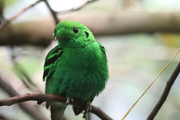 Birds and animals at the Lincoln Park Zoo. Chicago, IL 