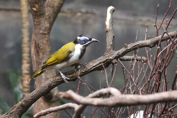 Fototapeta premium Birds and animals at the Lincoln Park Zoo. Chicago, IL 