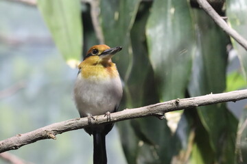 Birds and animals at the Lincoln Park Zoo. Chicago, IL 