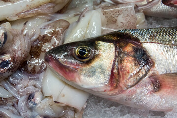 European Seabass (Dicentrarchus labrax) for sale