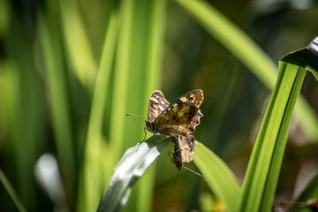 Speckled Wood Butterflies, Pararge aegeria, mating