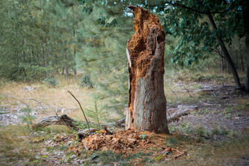Dead tree trunk starting to rot and decompose in the forest