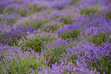 Obraz premium Blooming lavender bushes in a field