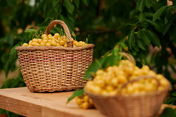 Fototapeta na wymiar Sweet cherries in a basket against the background of a tree