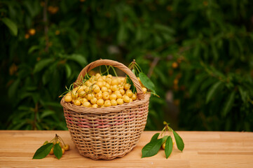 Fototapeta na wymiar Ripe yellow cherries in a wicker basket