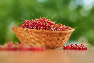 Red currants in a basket, freshly picked berries on the table