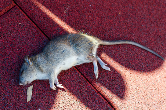 A dead rat on the asphalt
